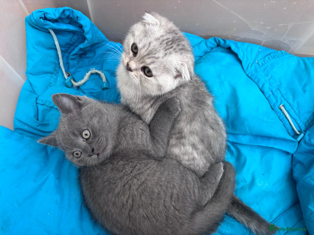 Mixed Breed cats for sale: Clever kittens need a new home  - Image 7