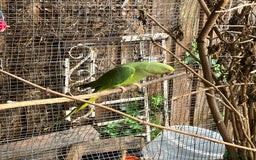 Parakeets birds for sale: Female Ringneck  - Image 2
