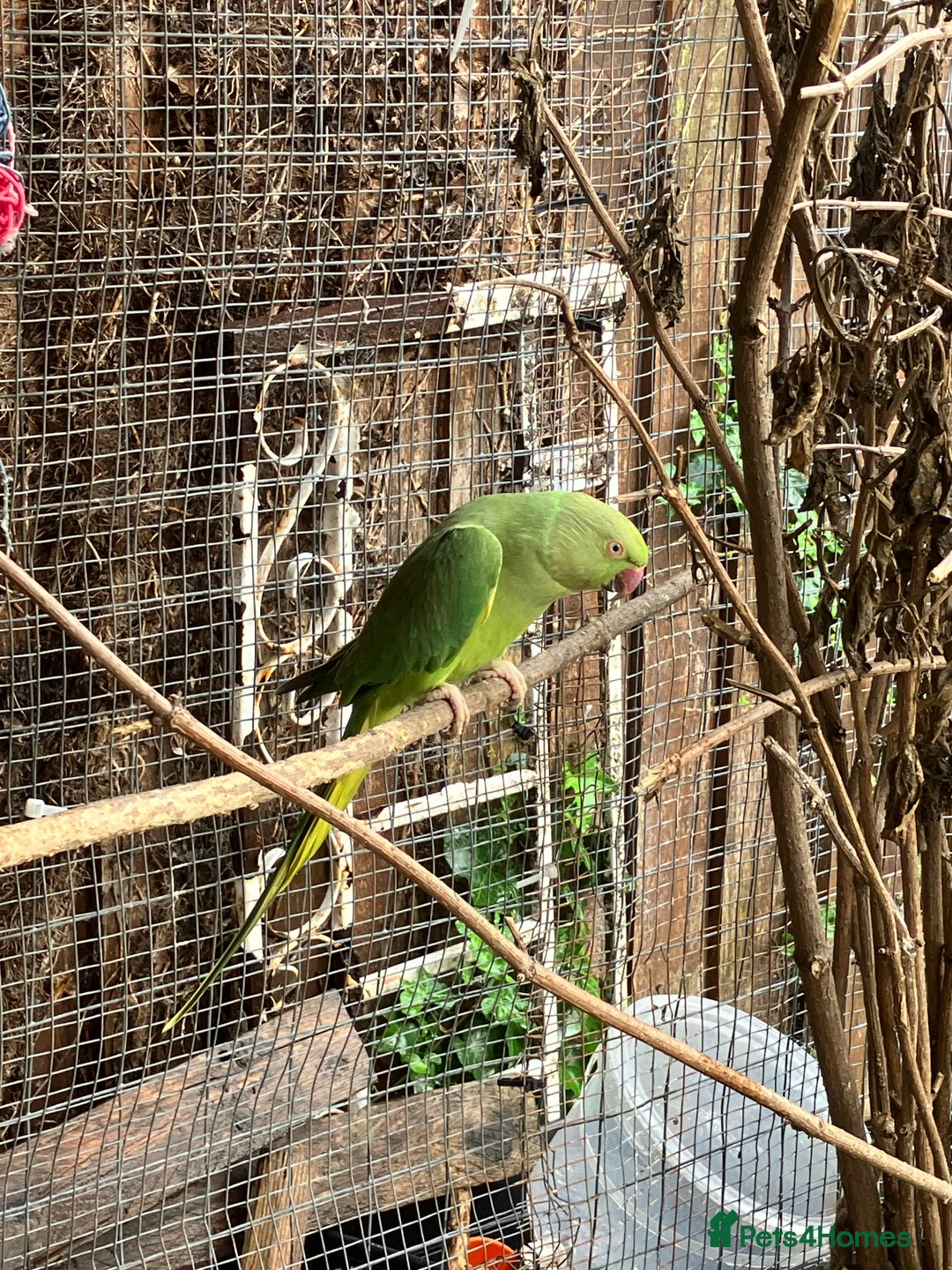 Parakeets birds for sale: Female Ringneck  - Image 2