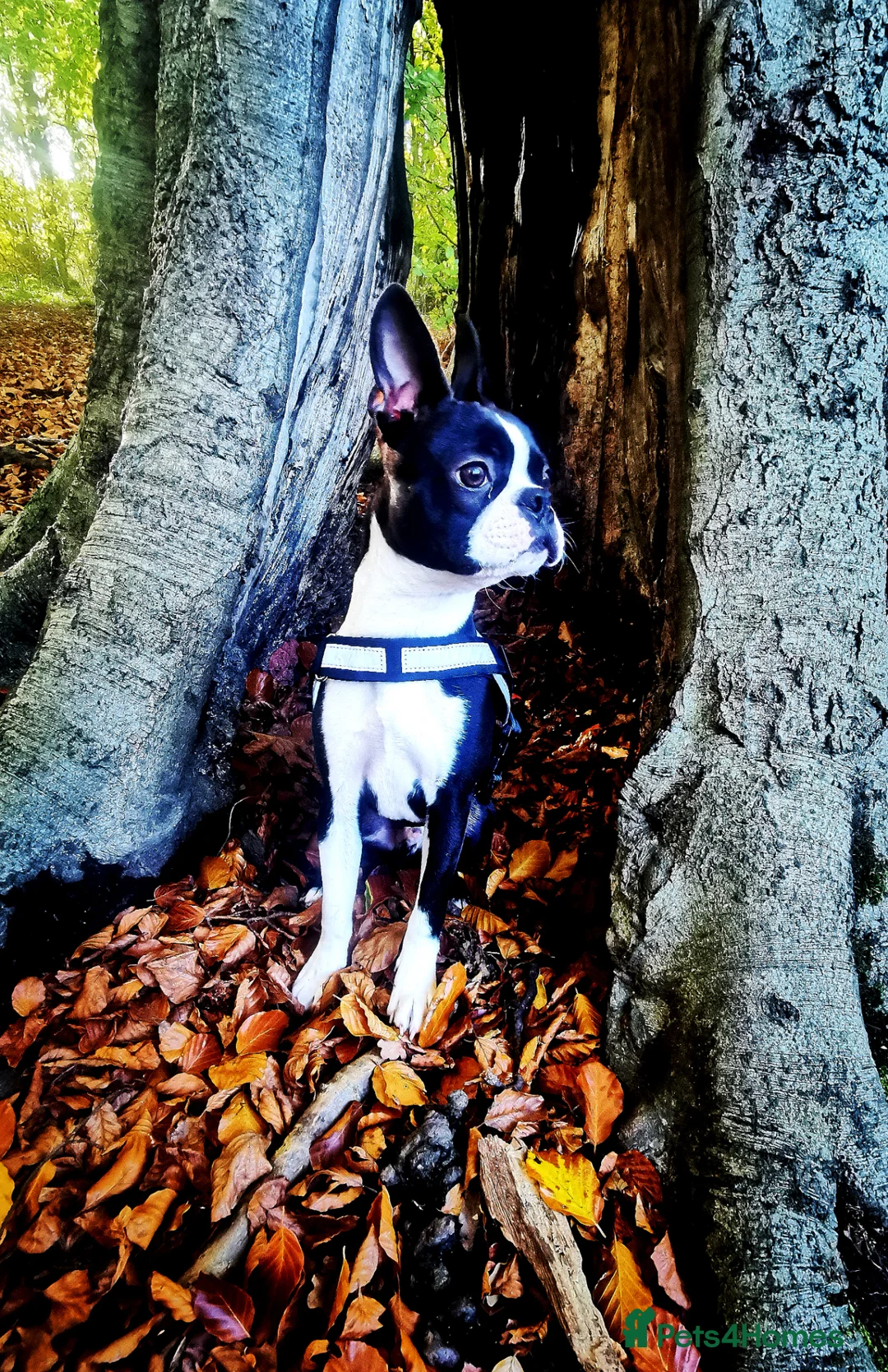 Boston Terrier dogs for stud: KC registered Boston terrier for stud in Wingate - Advert 4