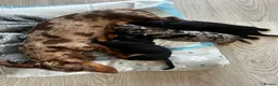 Dachshund dogs for sale: Miniature Dachshund Puppies Read Soon  - Advert 8