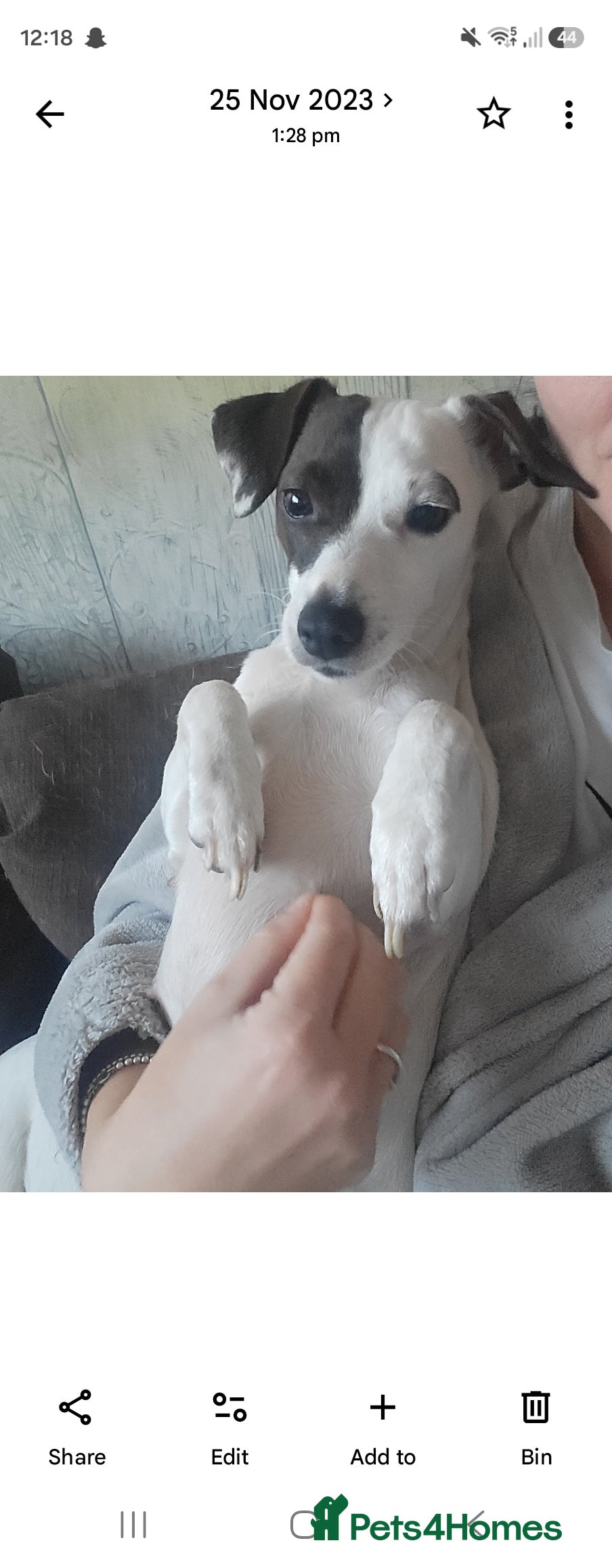 Jack Russell dogs 2 beautiful male Jack Russells - Advert 2