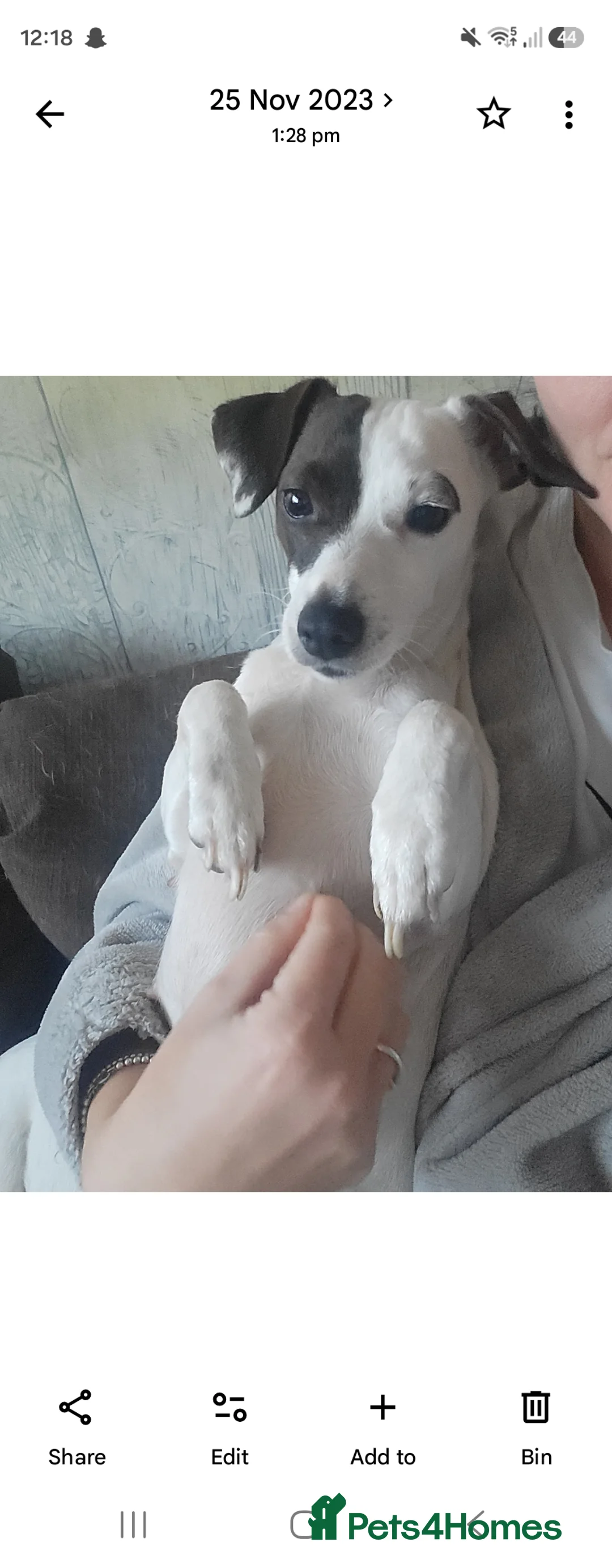 Jack Russell dogs for sale: 2 beautiful male Jack Russells - Advert 2