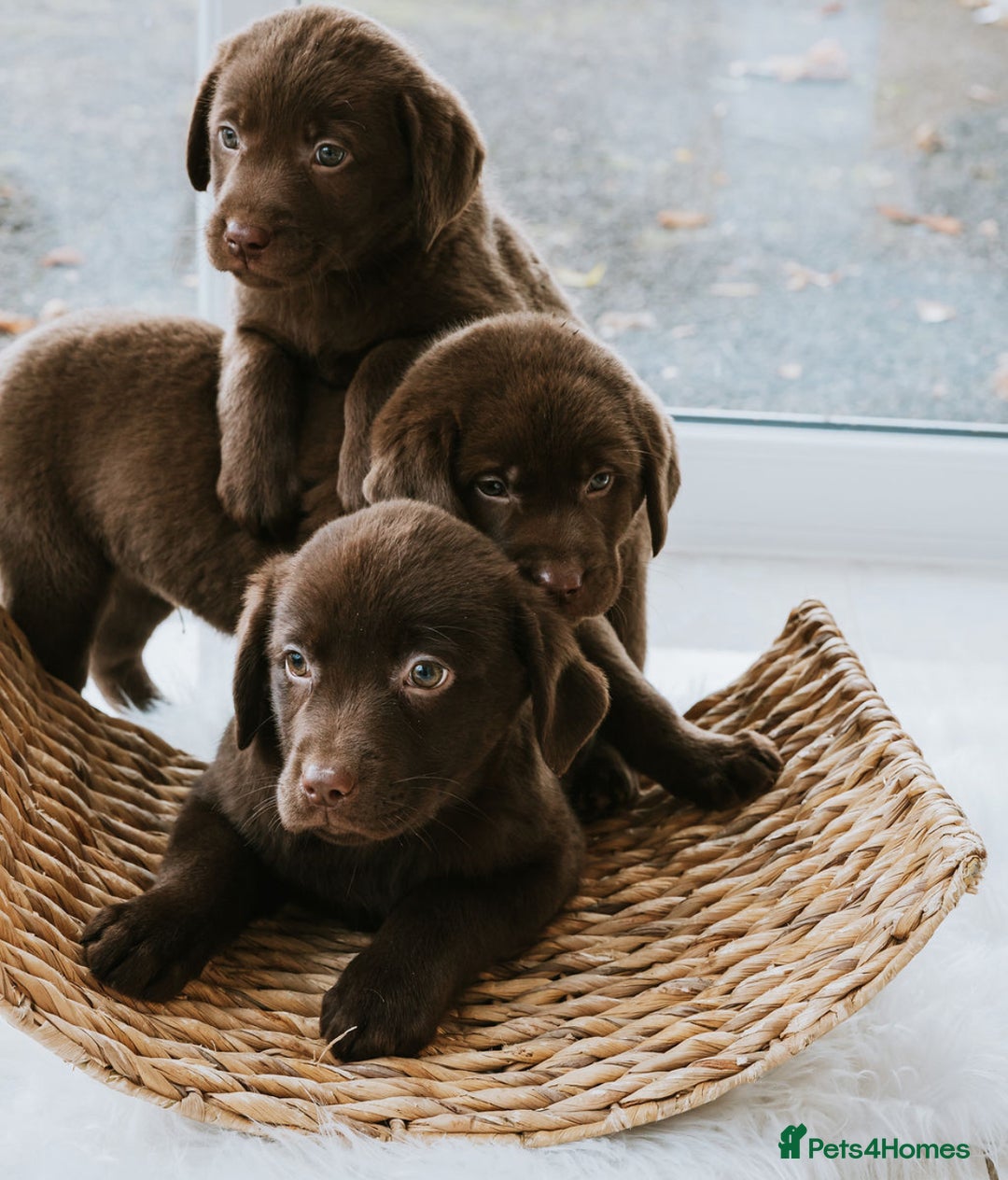 Labrador Retriever dogs for sale: Chocolate Labrador puppies  - Advert 4