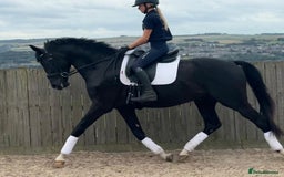 Belgian Warmblood horses for sale: Dressage Prospect- 5 year old classes!  - Image 3