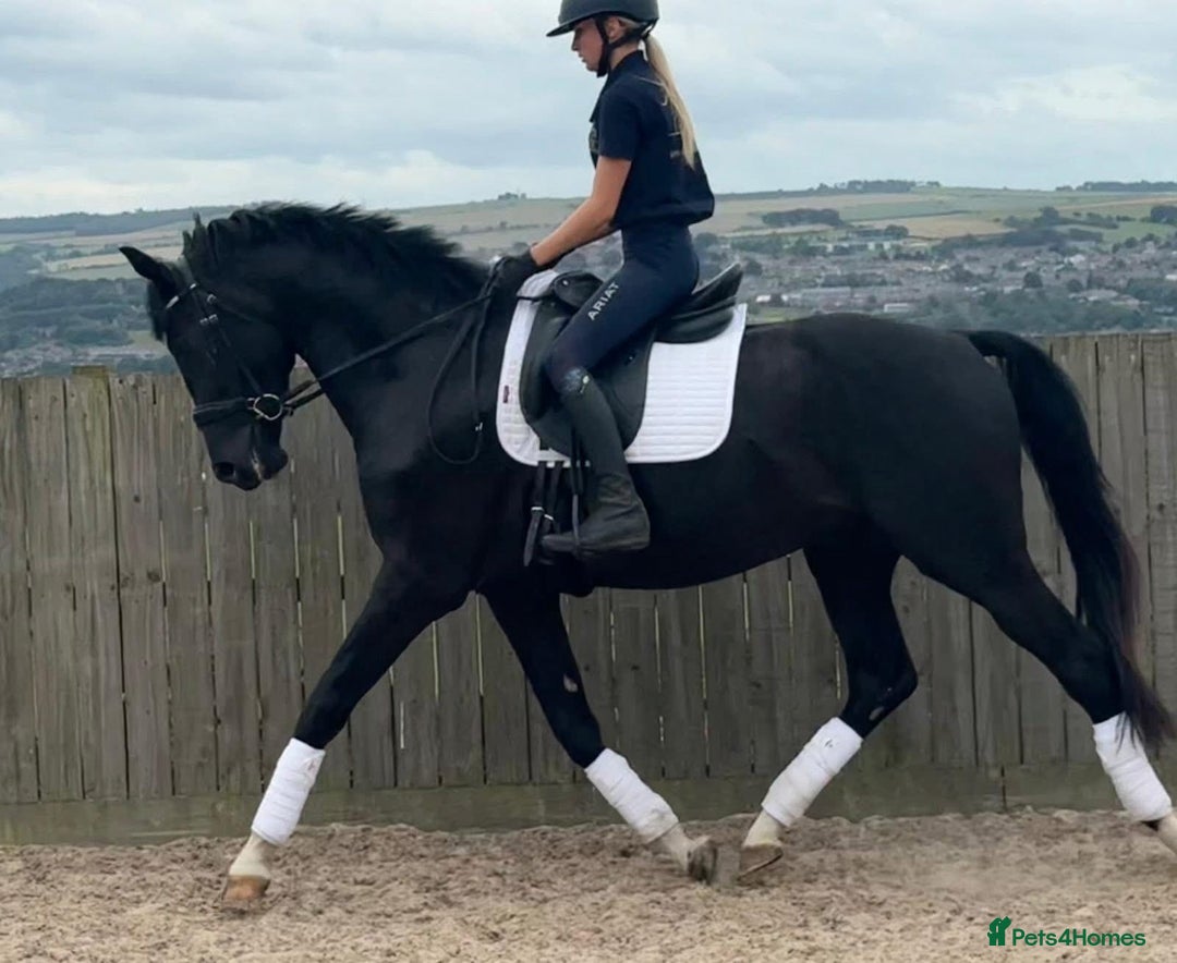 Belgian Warmblood horses for sale: Dressage Prospect- 5 year old classes!  - Image 3
