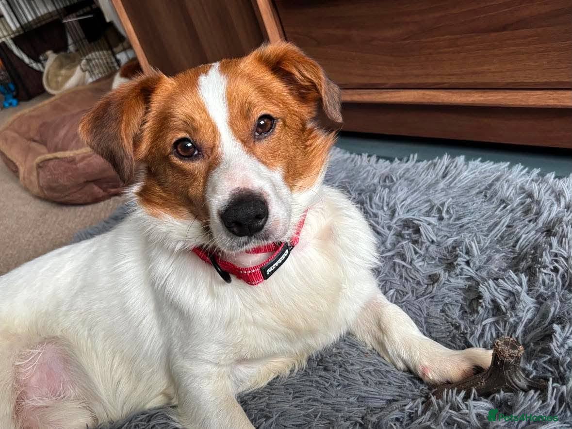 Mixed Breed dogs for adoption: Gregory for adoption in Leigh-on-Sea - Advert 9