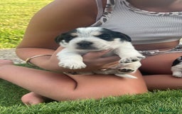 Jack Russell dogs for sale: Jack russel puppy - Image 1