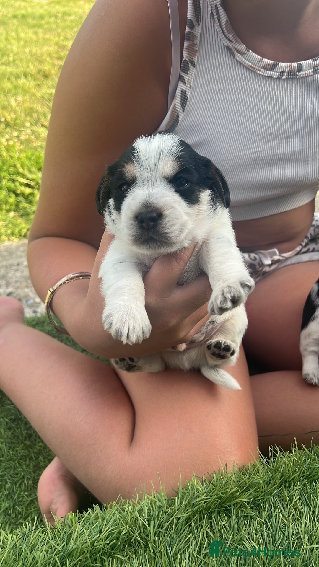 Jack Russell dogs for sale: Jack russel puppy - Image 1