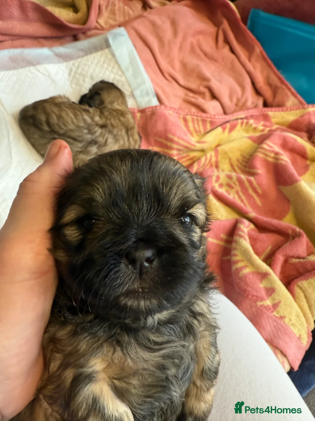 Shih Tzu dogs for sale: Shih Tzu Beauties, Imperial lines - Advert 21