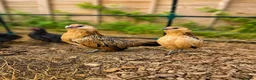 Chickens poultry for sale: Barbu D'anver Pullets - Advert 3
