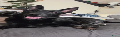 🤍 Puppy 4 – Female – 440g – Black (White Collar) – 12:30pm