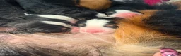Bernese Mountain Dog dogs for sale: The Most beautiful babies Bernese. - Advert 7