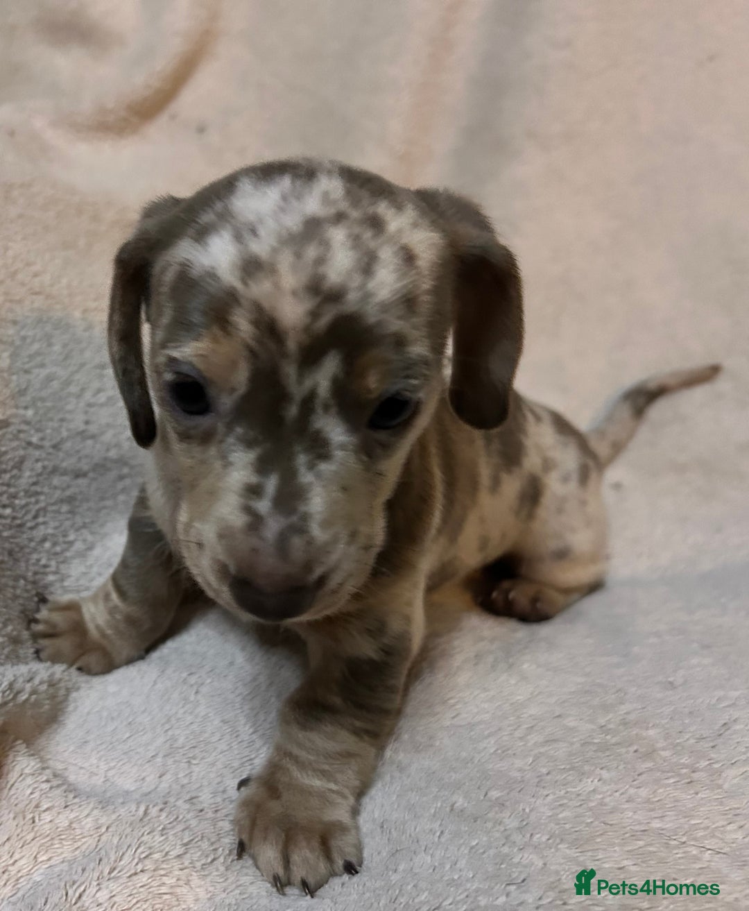 Miniature Dachshund dogs for sale: Miniature Dachshund Dapple Puppies  - Advert 11