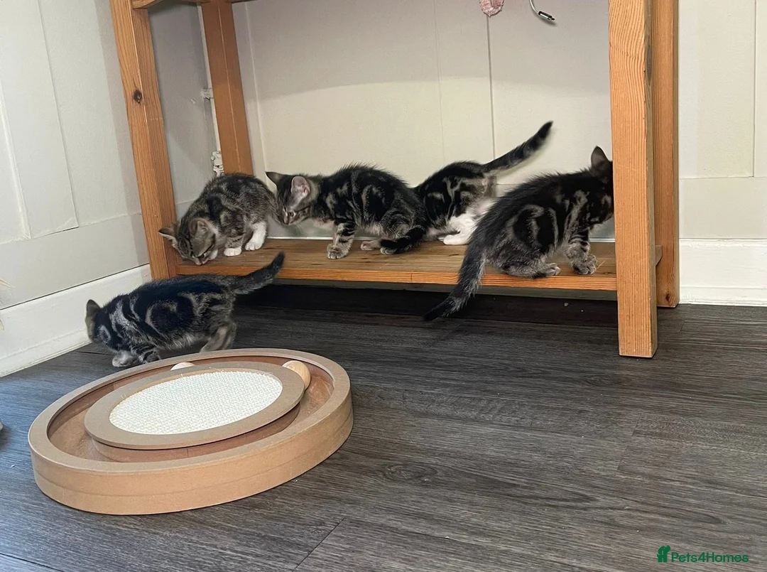 Mixed Breed cats for sale: We have 5 beautiful Tabby kittens Available now. - Advert 1