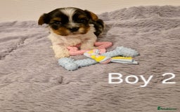 Biewer Terrier dogs for sale: Yorkshire Biewer Terrier Puppies - Advert 5