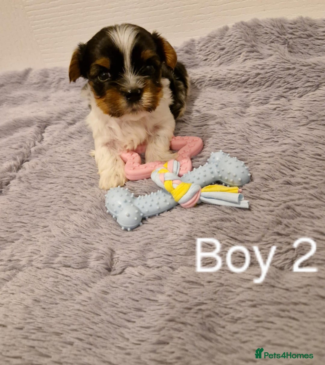 Biewer Terrier dogs for sale: Yorkshire Biewer Terrier Puppies - Advert 5