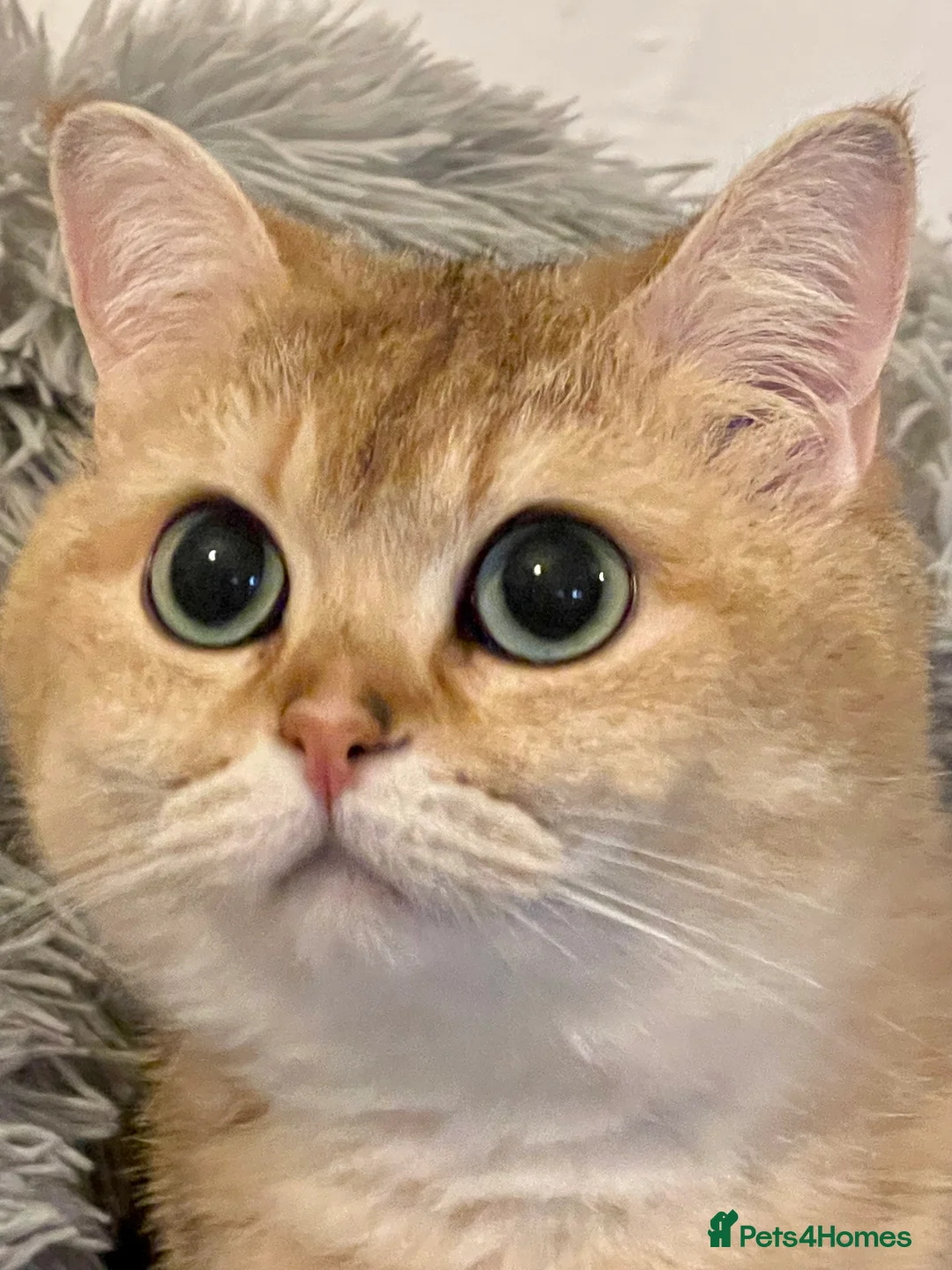 British Shorthair cats for sale: Young Neutered Pedigree Adults - Advert 13