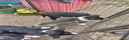 Border Collie dogs for sale: Border collie puppy bitches for sale in Bridgwater - Advert 9