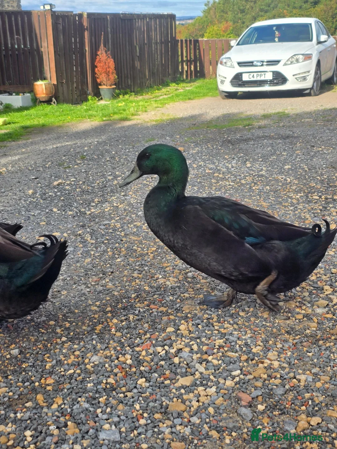 Ducks poultry for sale: Cayuga Ducks in Durham - Advert 2