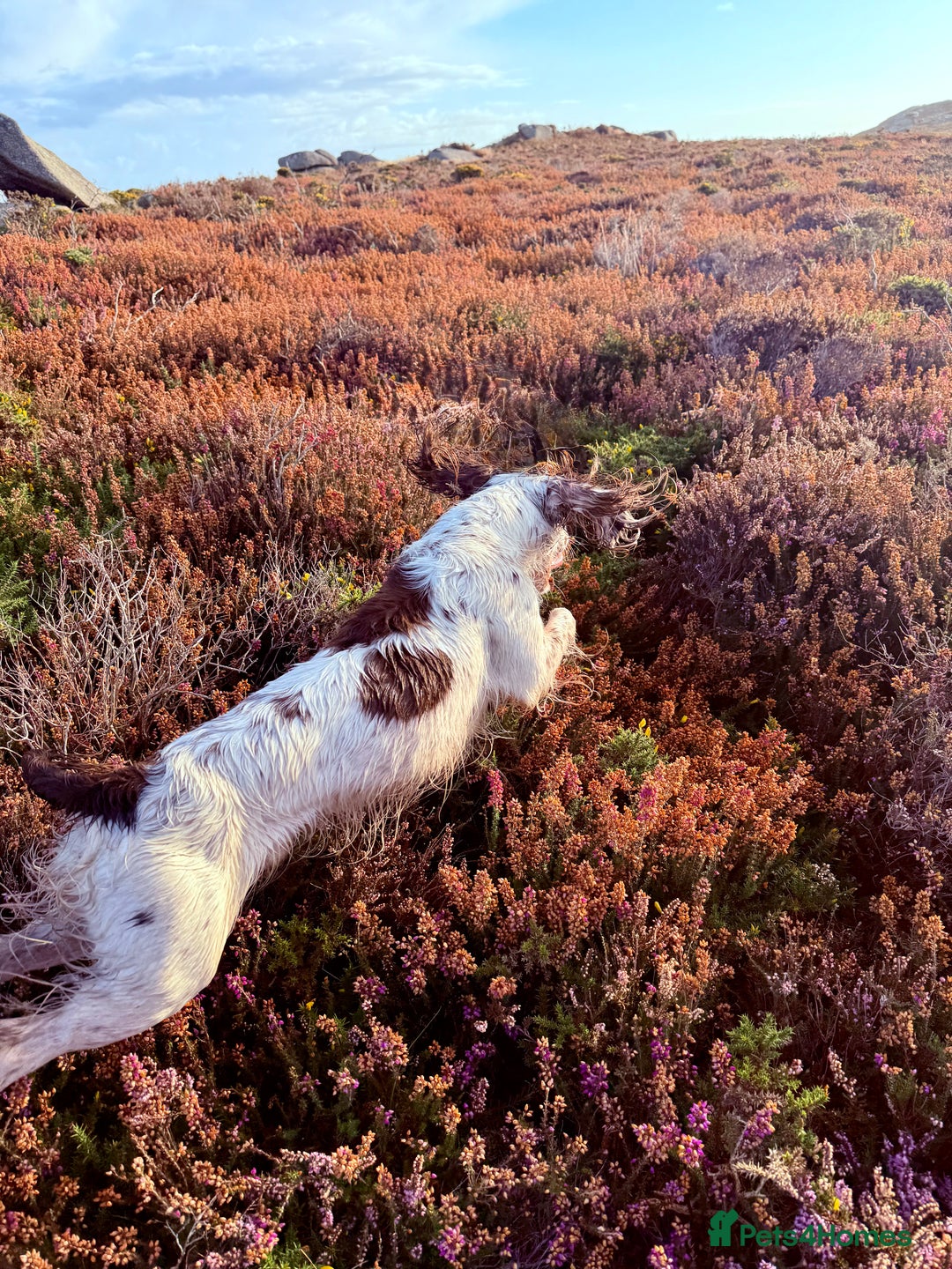 English Springer Spaniel dogs for stud: Standing at Stud Fireside Bramble - Advert 3
