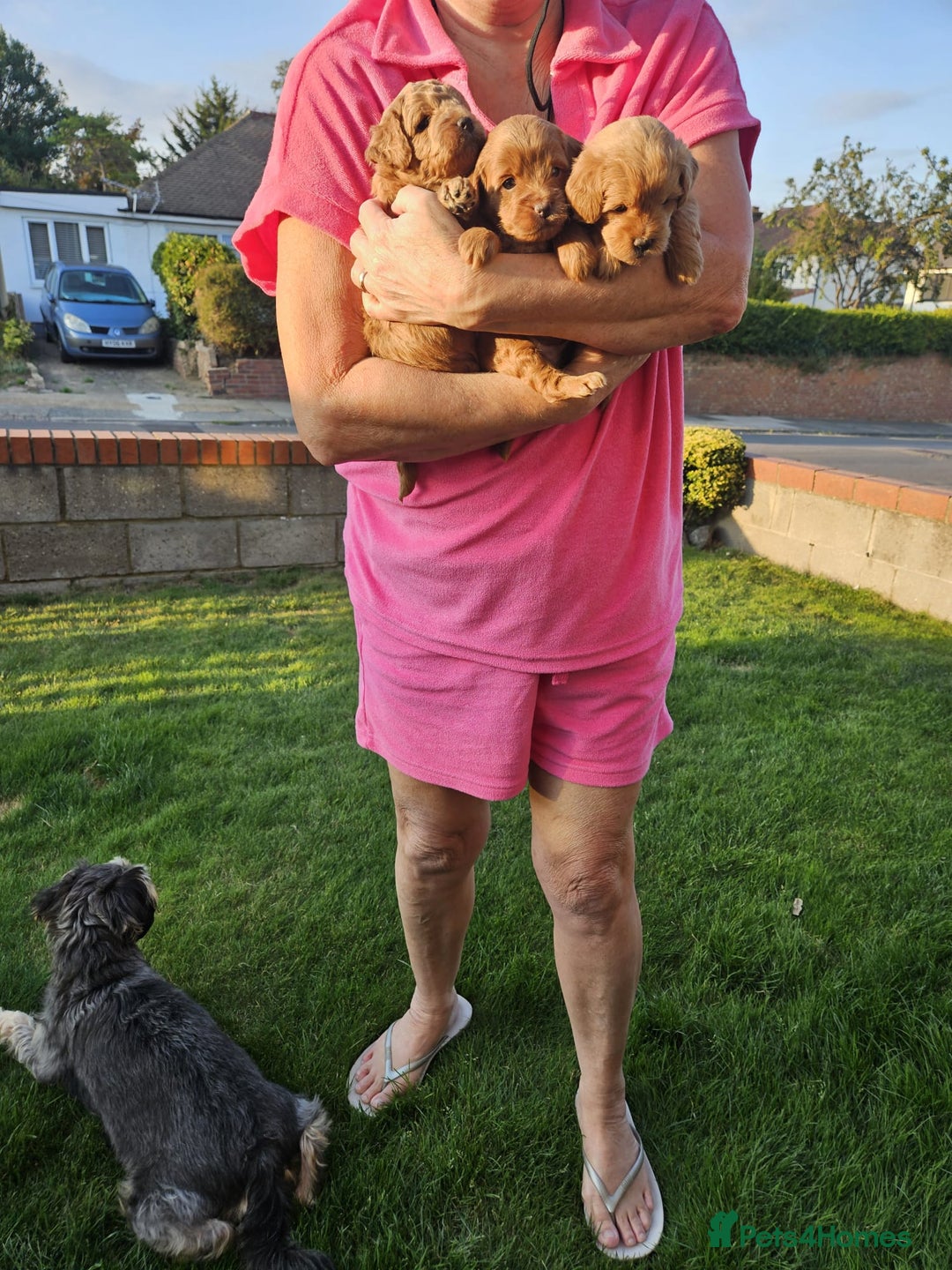 Jackapoo dogs for sale: 3 Beautiful F1B Jackapoo puppies. - Image 2