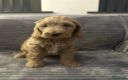Goldendoodle dogs for sale: Adorable golden doodles - Image 2
