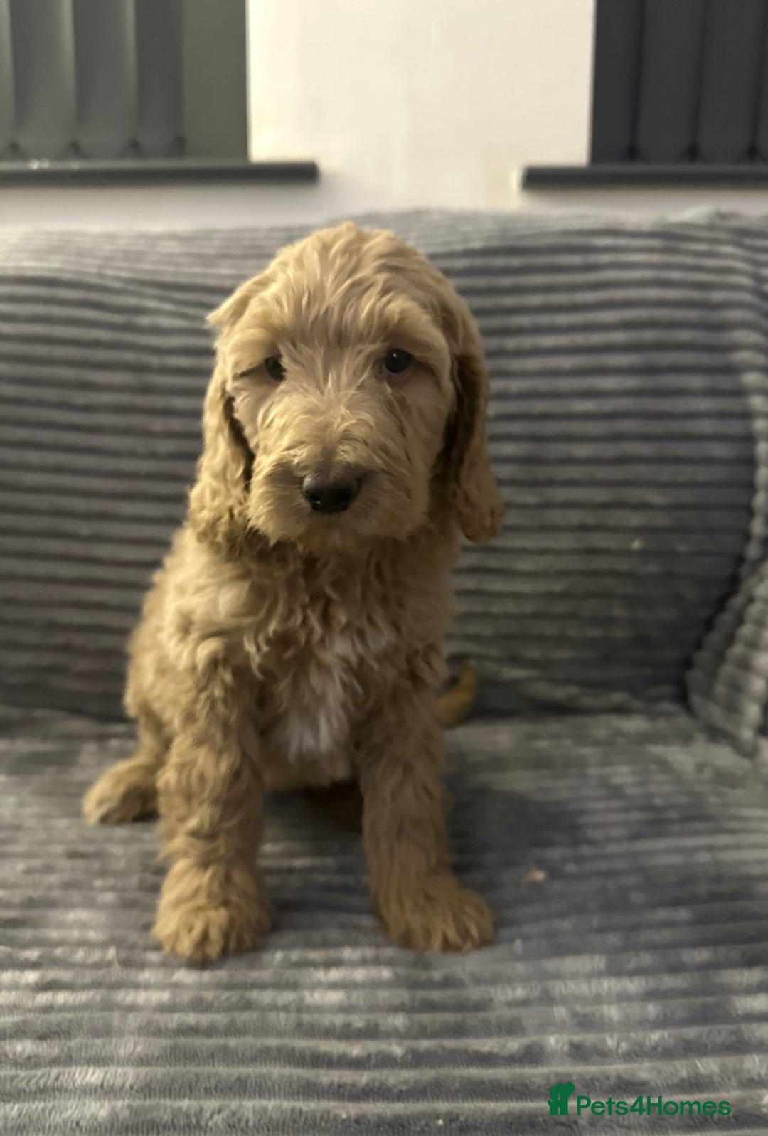 Goldendoodle dogs for sale: Adorable golden doodles - Image 2
