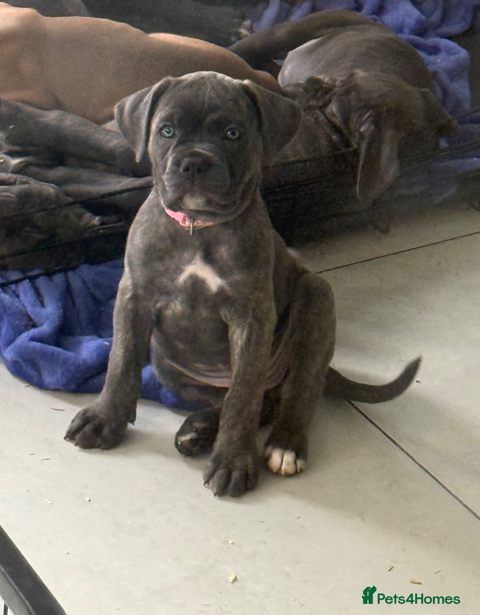 Cane Corso dogs ready to leave Tuesday ☺️ - Advert 1