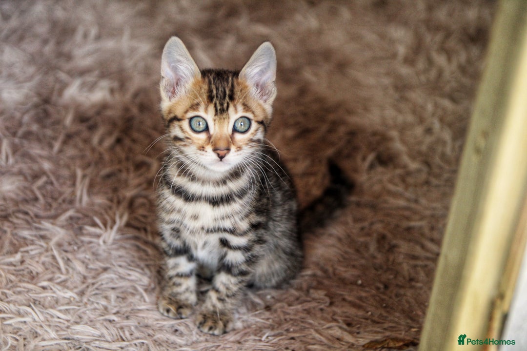 Bengal cats for sale: 🤎 WORLD CLASS BENGAL KITTENS 🤎 - Image 18