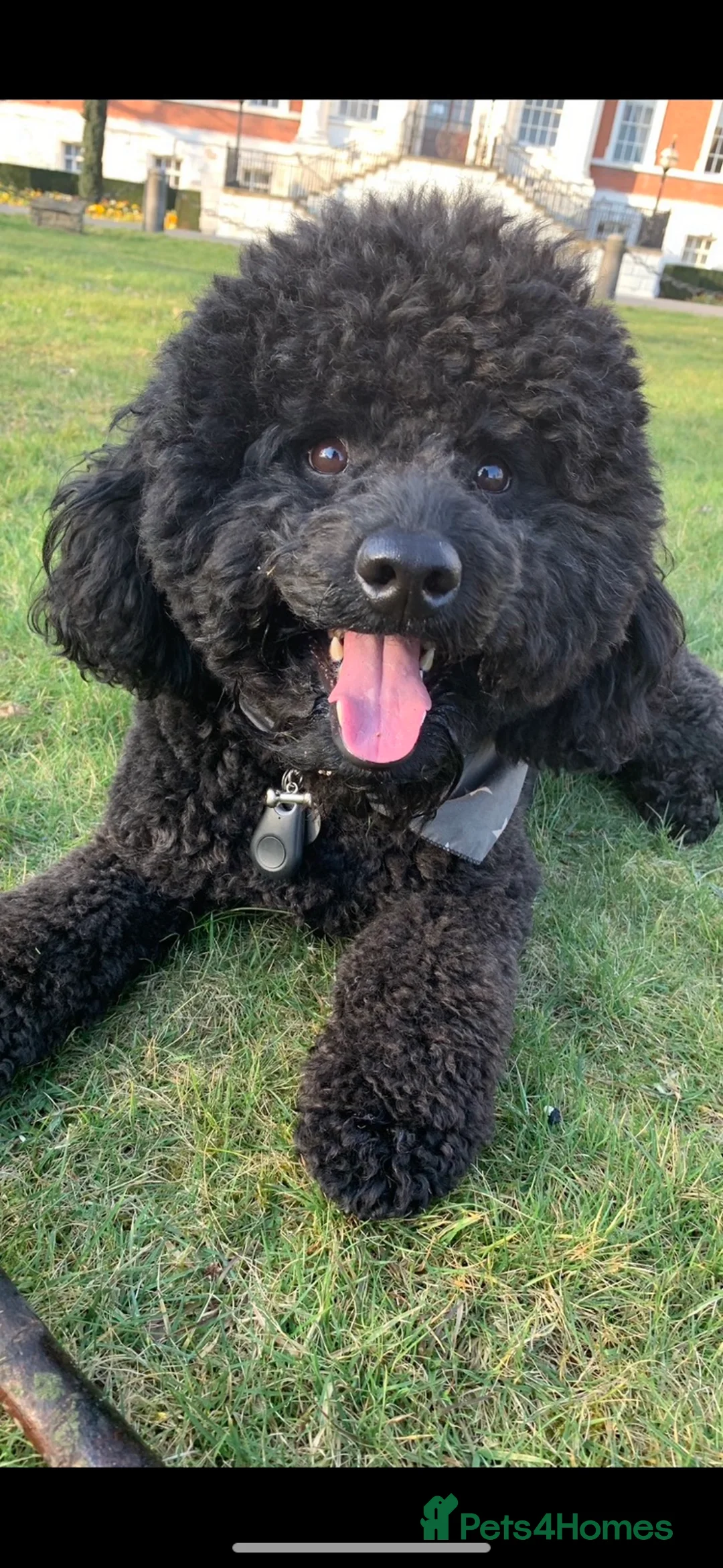 Labradoodle dogs for stud: Mini Doodle stud extensively DNA checked in Warrington - Advert 21