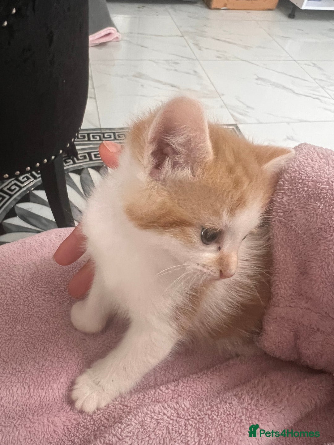 European cats for sale: Kittens available now taby ginger - Advert 15