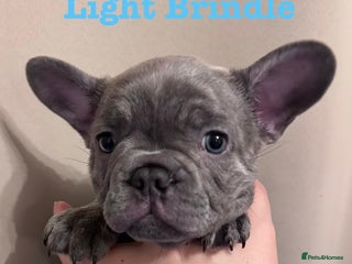 French Bulldog dogs 🐾REDUCED🐾 KC Registered French Bulldog Pups - Advert 1