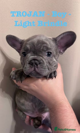 French Bulldog dogs 🐾REDUCED🐾 KC Registered French Bulldog Pups - Advert 1