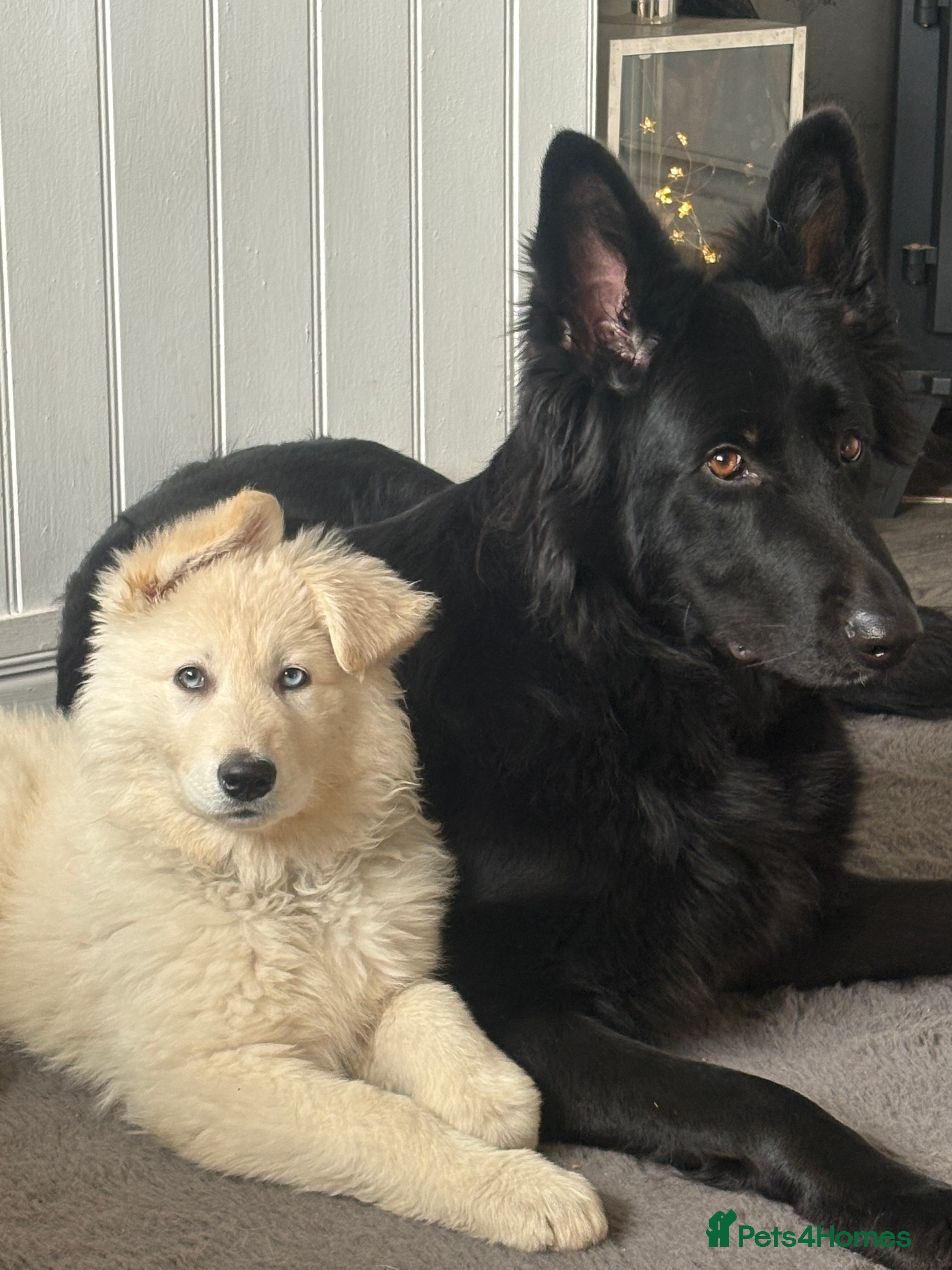 Shepsky dogs German Shepard 1/4 husky  in Halifax - Advert 8