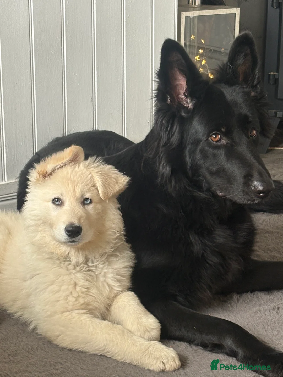 Shepsky dogs for sale: German Shepherd 1/4 husky  - Advert 1