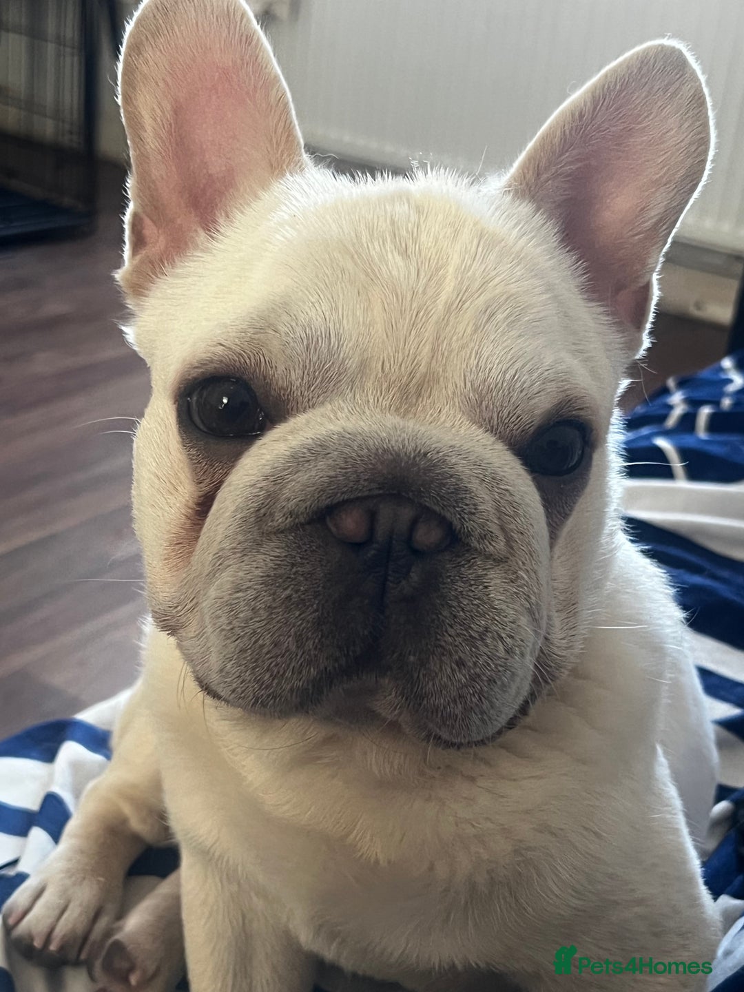 French Bulldog dogs for sale: French Bulldog - Image 3