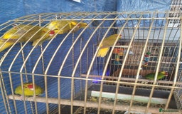 Parrots birds for sale: For sale  - Image 5