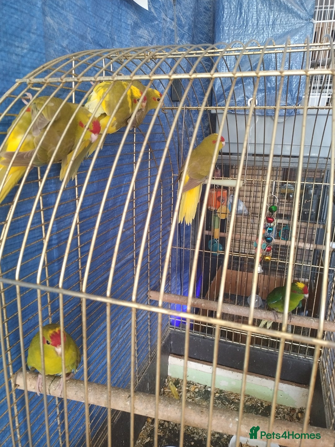 Parrots birds for sale: For sale  - Image 5