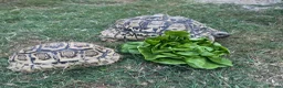 Tortoise reptiles for sale: Jeffrey and Dahma - Advert 5