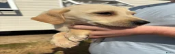 Labrador Retriever dogs for sale: Labrador puppies ready to leave! - Advert 10