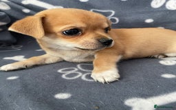 Chihuahua dogs for sale: Chihuahua Puppy 3 - 2 boy, 1 girl  chihuahua  - Image 6