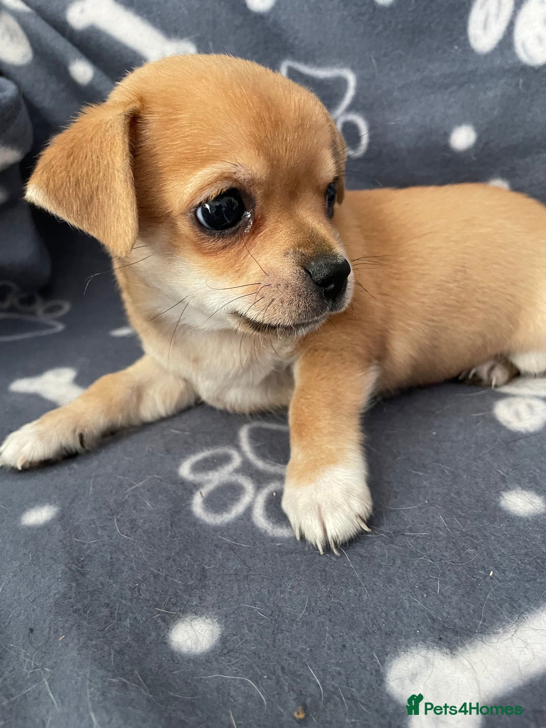 Chihuahua dogs for sale: Chihuahua Puppy 3 - 2 boy, 1 girl  chihuahua  - Image 6