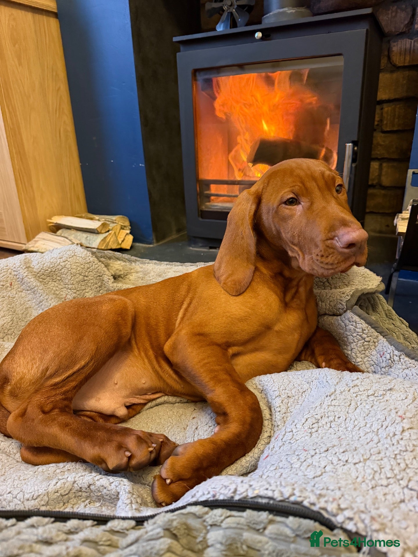 Hungarian Vizsla dogs for sale: Legally Docked KC Hungarian Vizsla Pups - Advert 2