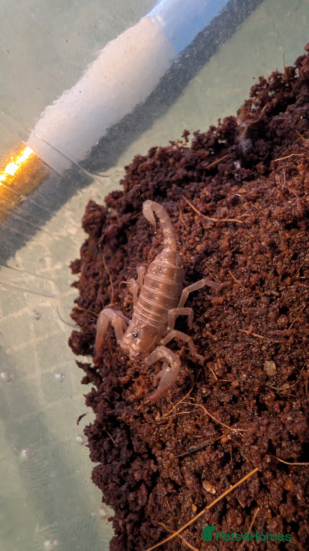 Scorpions invertebrates for sale: Baby Asian forest scorpions - Image 2