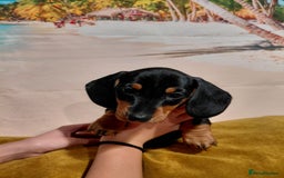 Miniature Dachshund dogs for sale: Miniature Dashund puppies  - Image 8