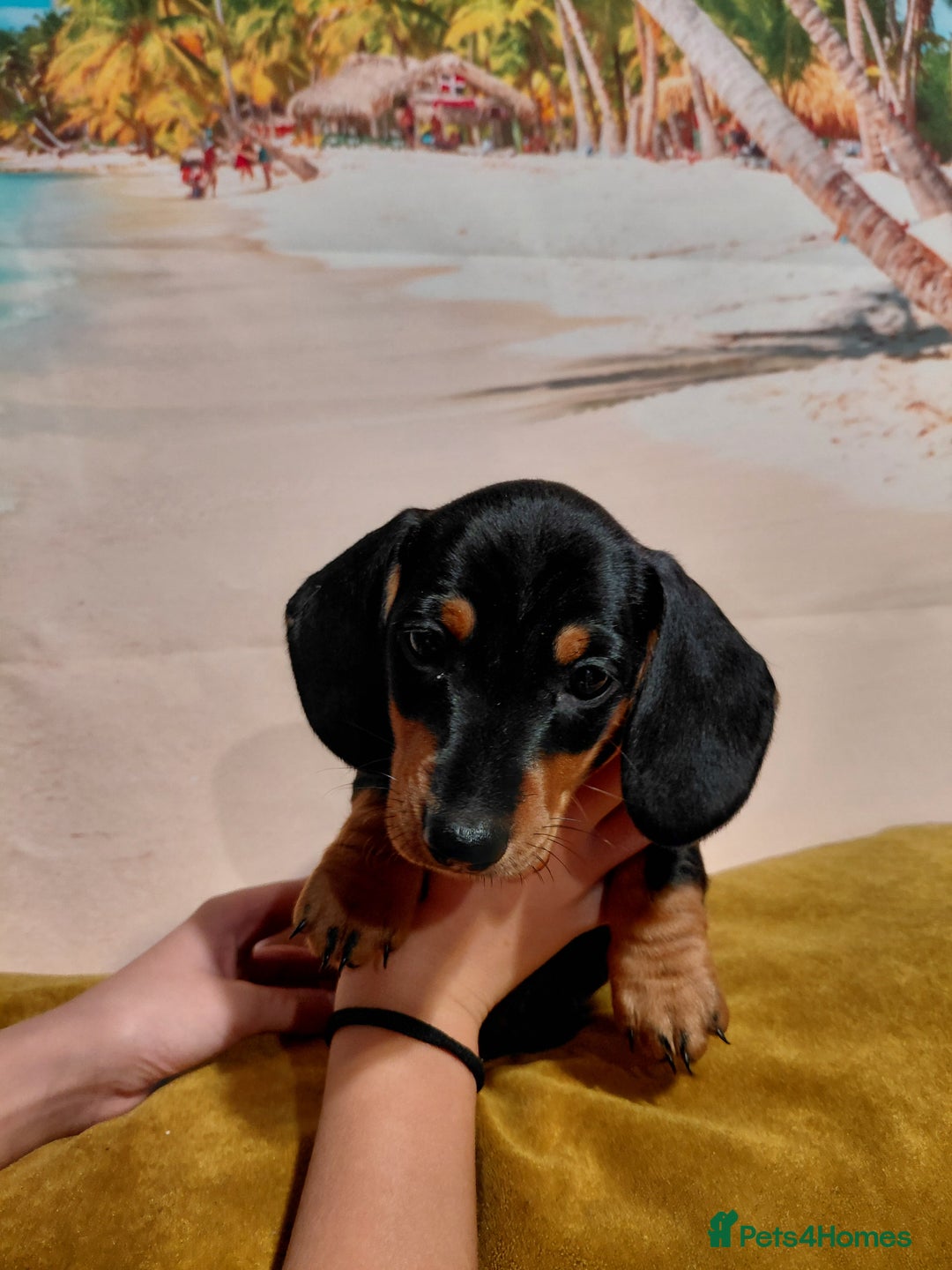 Miniature Dachshund dogs for sale: Miniature Dashund puppies  - Image 8