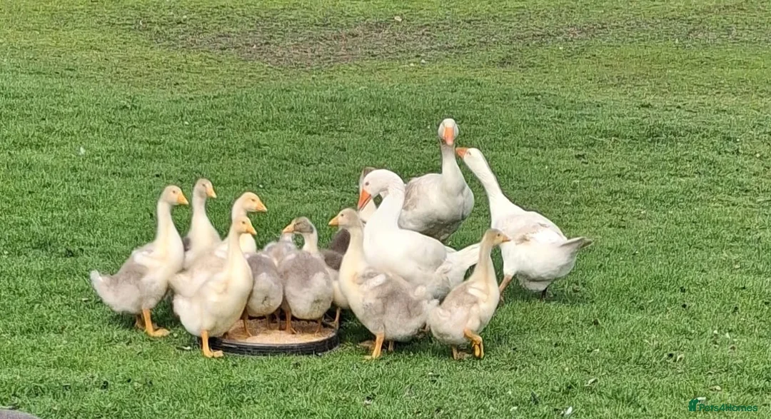 Geese poultry for sale: Geese pairs - Advert 1