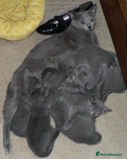 Russian Blue cats Russian Blue Kittens Looking for Forever Homes - Advert 1