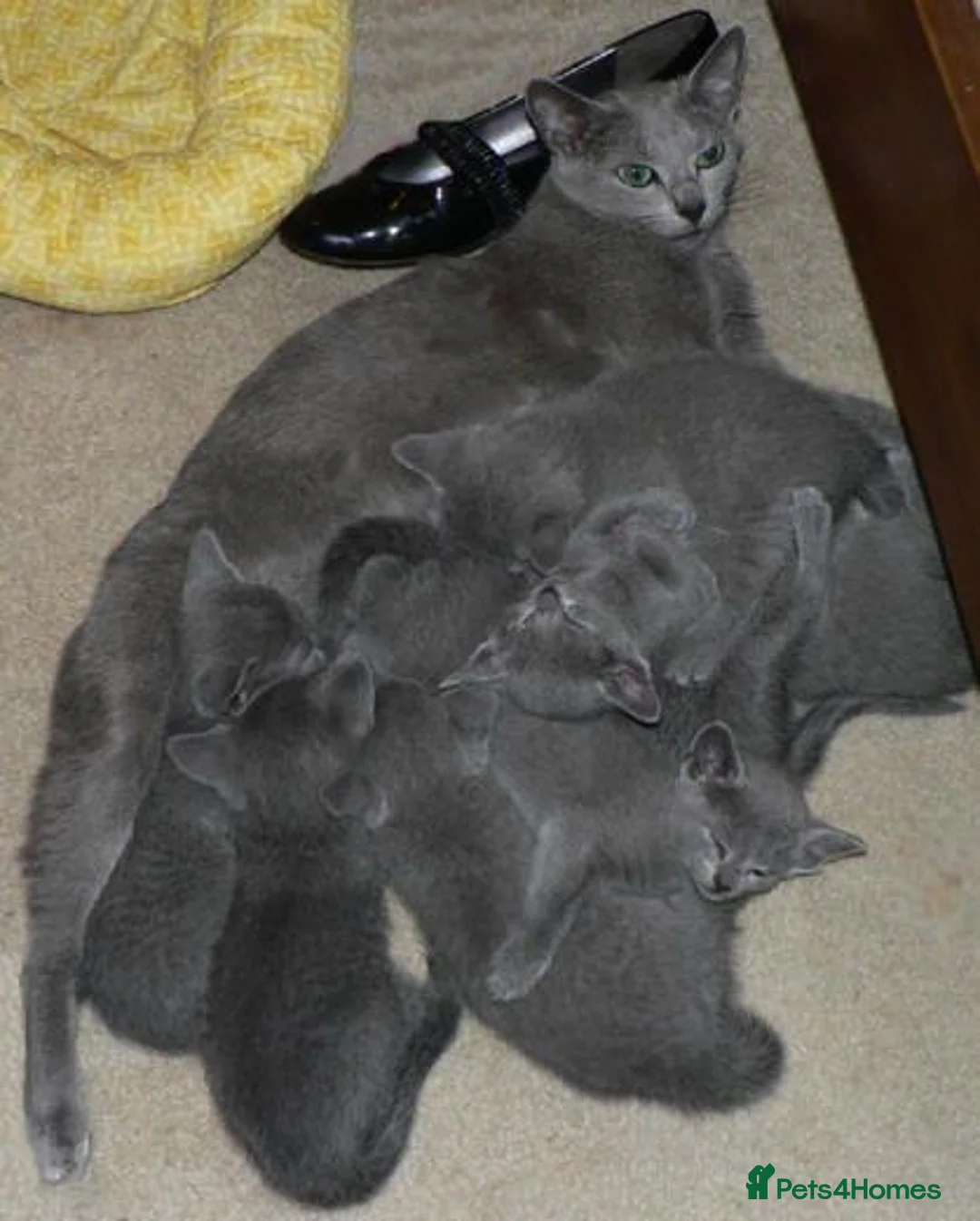 Russian Blue cats for sale: Russian Blue Kittens Looking for Forever Homes - Advert 1